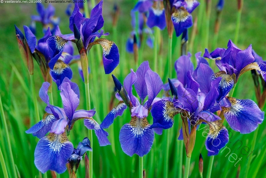 Kuva Kurjenmiekat Kurjenmiekka Iiris Kukka Sininen kuva-kurjenmiekat-kurjenmiekka-iiris-kukka-sininen