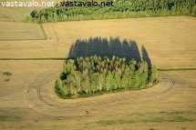 metsasaareke