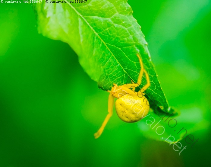 Kuva Keltainen Hämähäkki Hämähäkki Keltainen Kukkahämähäkki Misumena
