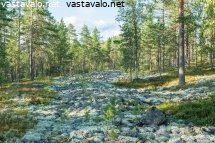 muinaisen-ancylusjarven-rantakivikkoa
