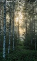 elokuun-aamu-metsassa