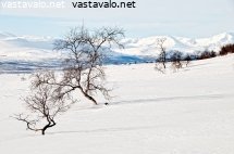 tunturikoivut-talvisessa-tunturissa