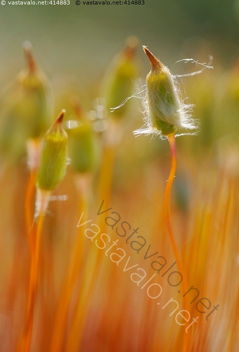 kuva-karhunsammalet-karhunsammal-karhunsammalet-polytrichum