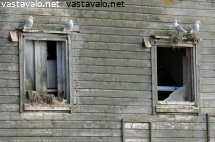 pikkukajavat