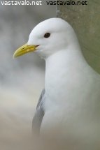 pikkukajava
