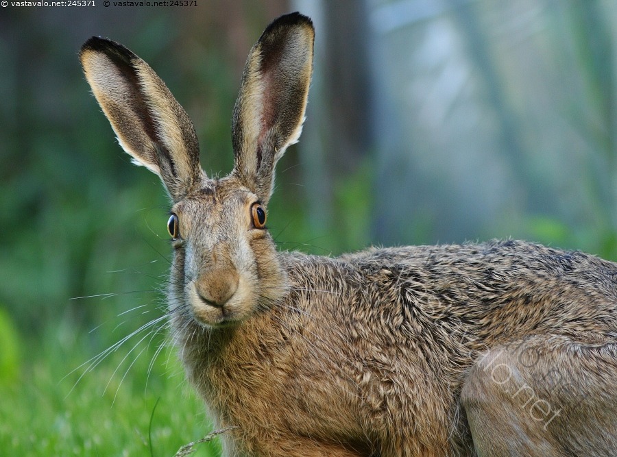 kuva-rusakko-ihmettelee-rusakko-nis-k-s-lepus-europaeus-j-nis-el-in