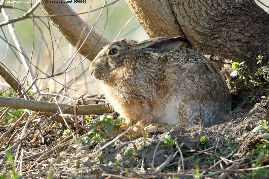 kuva-rusakko-rusakko-lepus-europaeus-j-nisel-in-peltoj-nis-oleskelu