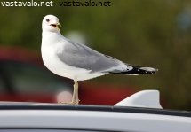 kalalokki