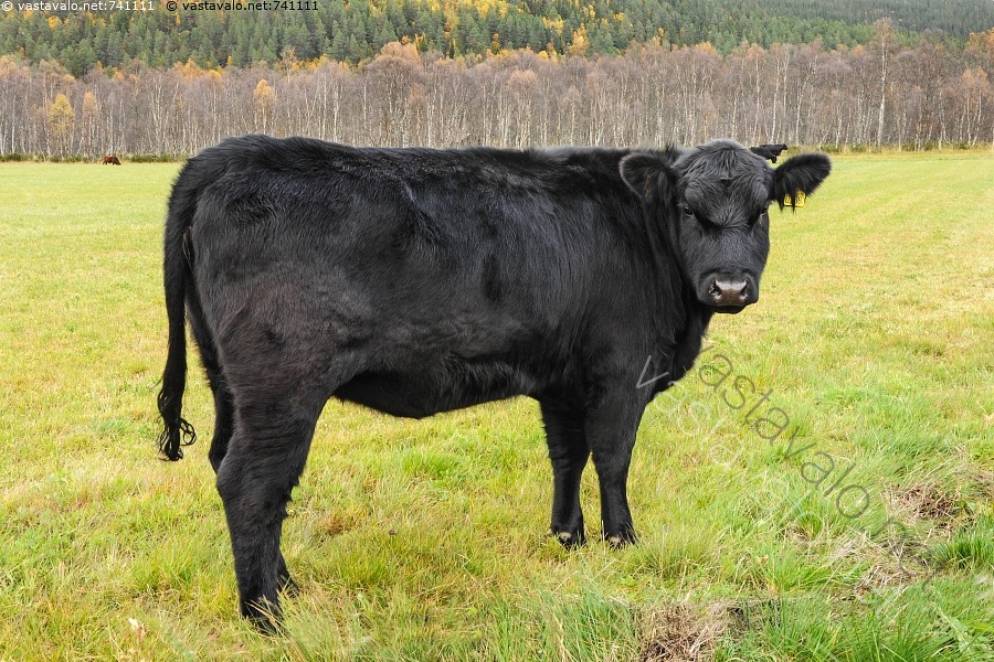 kuva-musta-lehm-liharotu-aberdeen-angus-aberdeen-angus-lehm-lehm-t