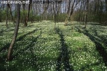 valkovuokko-4