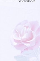 ruusu-pinkissa
