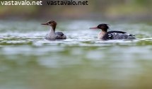 tukkakoskelot