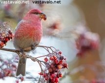 taviokuurna