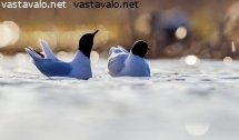 pikkulokit