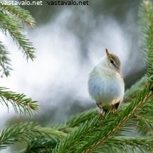 pajulintu
