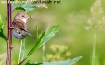 pensaskerttu