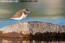 rantasipi