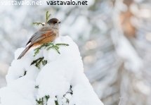 kuukkeli