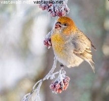 taviokuurna