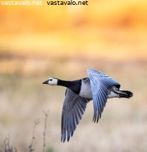 valkoposkihanhi