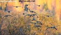 valkoposkihanhet