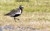 kapustarinta