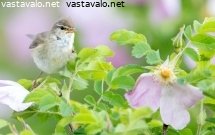 pajulintu