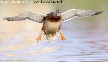 sinisorsa