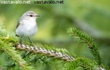 tiltaltti
