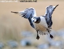 valkoposkihanhi