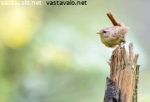 peukaloinen