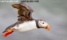lunni