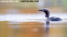 kuikka