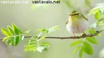 sirittaja