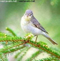 pajulintu