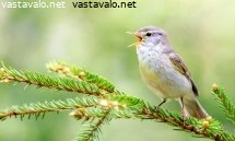 pajulintu