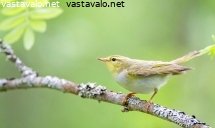 sirittaja