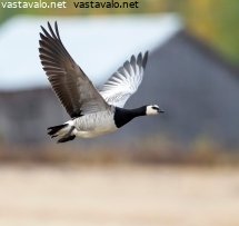 valkoposkihanhi