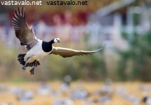 valkoposkihanhi