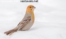 taviokuurna