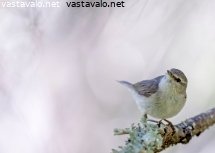 tiltaltti