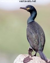 karimetso