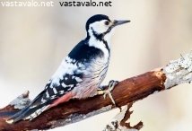 valkoselkatikka