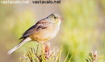 peltosirkku