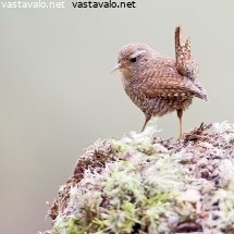 peukaloinen