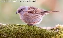 rautiainen