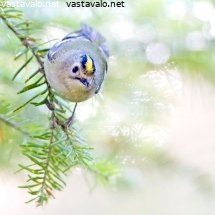 hippiainen