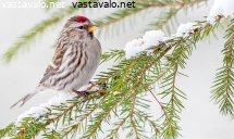 urpiainen