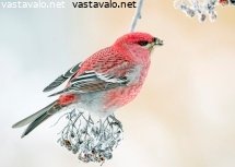 taviokuurna