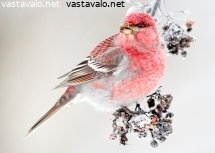 taviokuurna